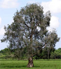 Lone Melaleuca Tree