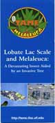 Lobate Lac Scale