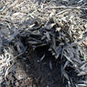 Melaleuca leaf litter contributes to fires