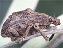 Melaleuca weevil