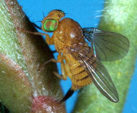 The newest tool to manage melaleuca populations is the melaleuca bud-gall fly (Fergosonina turneri). It is expected to be release near the end of 2004.