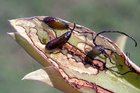 Larvae graze on the leaf tissue, leaving the waxy cuticle as evidence of their presence.