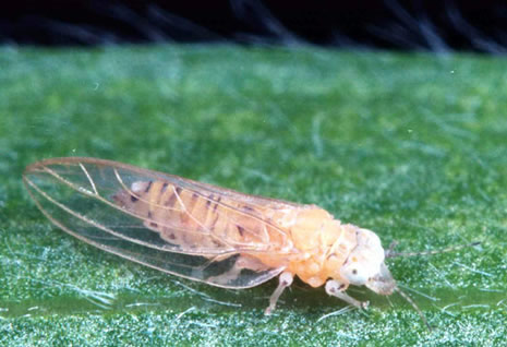 The melaleuca psyllid (Boreioglycaspis melaleucae) was released in 2002, and early results indicate that it is very successful.