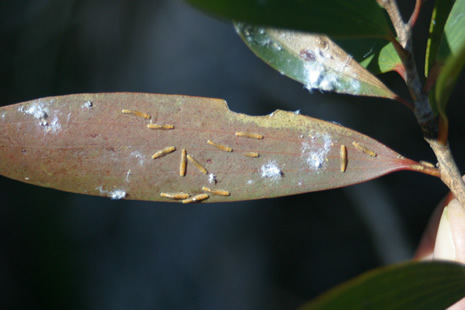 What we like to see when we turn leaves over--copulating psyllids. With twelve pairs (and three individual adults) on this leaf alone, imagine how many are on the entire tree!