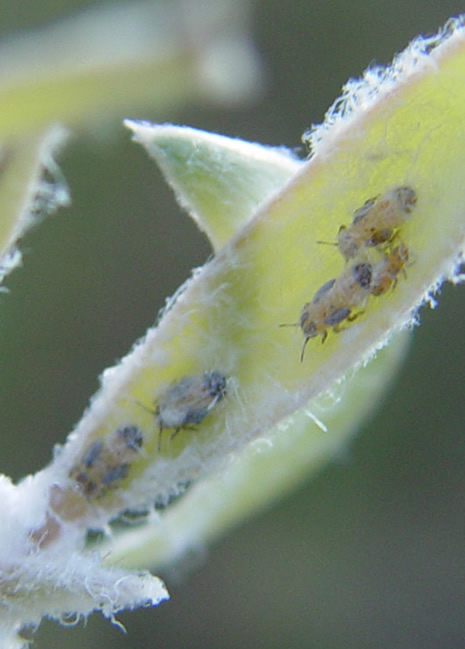 Psyllid nymphs close to being adults.