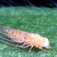 The melaleuca psyllid (Boreioglycaspis melaleucae) was released in 2002, and early results indicate that it is very successful.