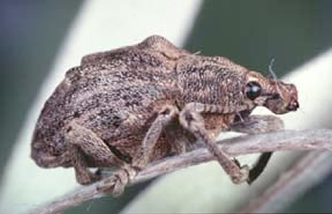 Released in 1997, the melaleuca weevil was the first biological control agent released by government agencies.