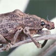 Released in 1997, the melaleuca weevil was the first biological control agent released by government agencies.