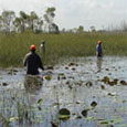 From boat ramps, workers are ferried around the Everglades on airboats. They disembark and walk from tree to tree.