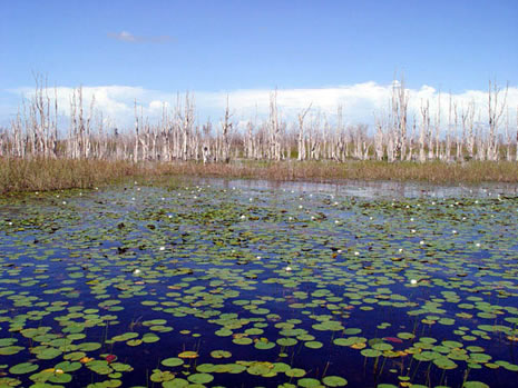 A year after being sprayed with a helicopter, its easy to find dead melaleuca trees in the Everglades.