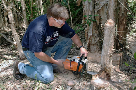 Of the various methods to mechanically remove melaleuca trees, chainsaws have the lowest impact on the environment.
