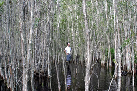 Melaleuca grows in water as well as it does on land.