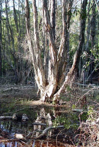 While melaleuca trees will grow with a single large trunk, trees with multiple trunks are also common.