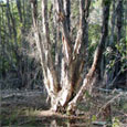 Melaleuca tree with multiple trunks