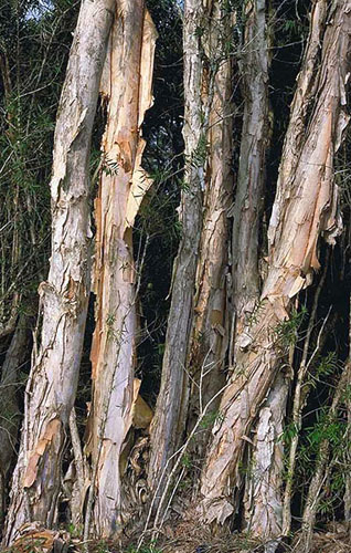 One of the tree's common names is paperbark tree, and here's the reason why.