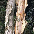 Melaleuca is also known as the paper bark tree