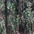 Pineland overrun with Melaleuca trees