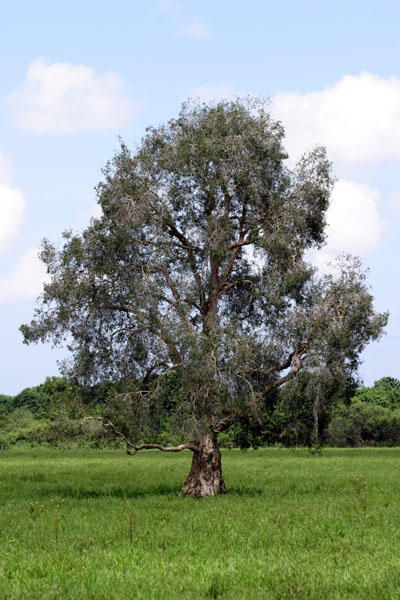 melaleuca tree