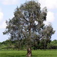 Lone melaleuca tree
