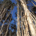Stand of Melaleuca Trees, Looking Up.