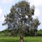 Single Melaleuca Tree
