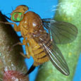 The newest tool to manage melaleuca populations is the melaleuca bud-gall fly (Fergosonina turneri). It is expected to be release near the end of 2004.