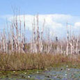 A year after being sprayed with a helicopter, its easy to find dead melaleuca trees in the Everglades.