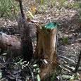 The herbicide mixture can be applied to stumps as well as girdled trees.