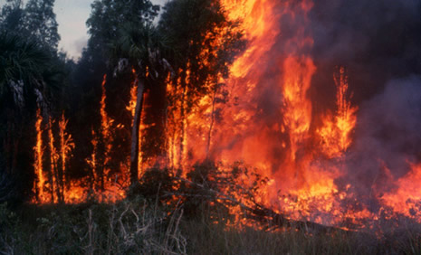 Melaleuca also leads to the death of native trees by burning at very hot temperatures.