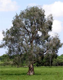 Single Melaleuca Tree
